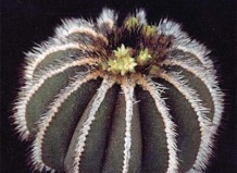 Находки на уровне открытий (Uebelmannia)