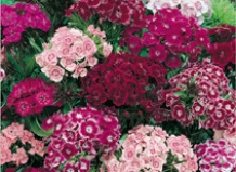 Гвоздика - романтика в цветке