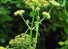 Любисток или любим-трава