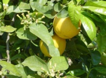 Полезный и вкусный бергамот