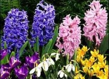 Время посадки цветущих луковичных растений