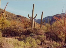 В защиту человека и окружающей его среды