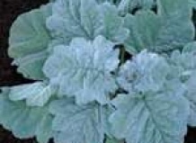 Сальвия и шалфей во всем многообразии видов