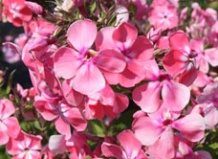 Повелитель цветущих садов