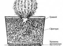 Нестандартные субстраты для выращивания суккулентов