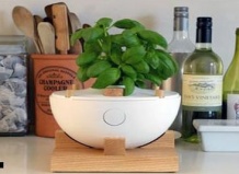 Школа комнатного садоводства. Технологические и новшества.