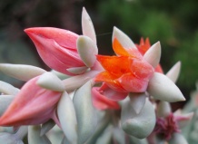 Специфика произрастания суккулентов в Перу. Часть I