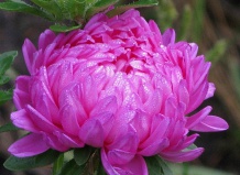 Осенние многолетние астры