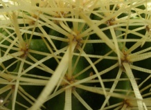 Электростатика помогает выживанию