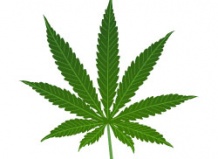 Конопля: наркотик или ценное растение?