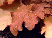 Гейхера – многоликая звезда в саду