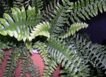 Тенелюбивые и теневыносливые комнатные растения для северных окон