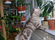 Комнатные растения: вредны ли они для здоровья? 