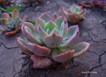 Специфика произрастания суккулентов в Перу. Часть II