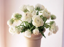 Уход за срезанными цветами 