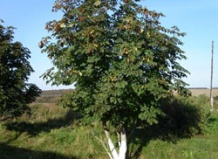 Посадка крупномеров 