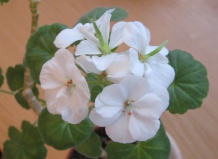 Лекарство на подоконнике