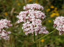 Валериана – декоративное и целебное растение