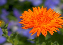 Любимый цветок королевы Наваррской