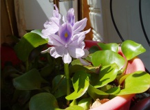 Искусственное освещение растений