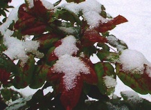 Декоративность листопадных растений зимой