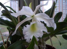 Выбор комнатных растений согласно освещенности