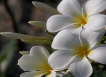 Удивительные растения Коломбо (Шри Ланка)