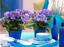 Дабл бум! Композиции из комнатных растений