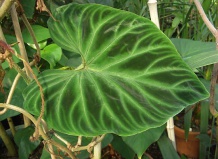 Комнатные растения для слабо освещенных помещений