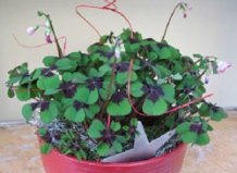 Рождественский цветок счастья