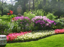 Подбор растения по фэн-шуй