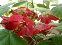 Температура и комнатные растения