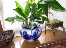 Разновидности комнатных растений