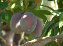 Как вырастить манго из косточки