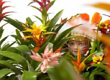 Веселый нрав бромелий