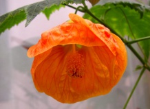 Защита от вредителей и болезней