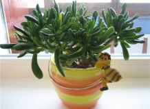 Денежное дерево, толстянка, крассула-особенности ухода и разведения