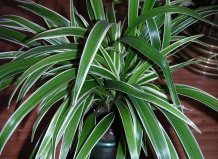 Kак ухаживать за хлорофитумом?