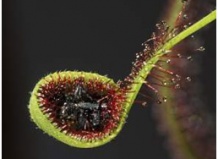 Растения-хищники в вашем доме