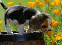 Растения и домашние животные