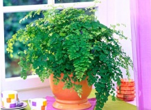 Папоротник – уход и разведение