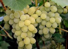 Зимостойкость винограда