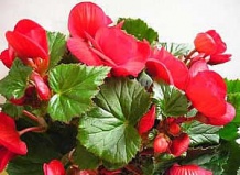 Цветочный сонник. Часть1