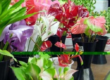 Красавец антуриум. Экзотические композиции