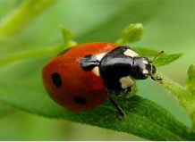 Как привлечь в сад «полезных» насекомых