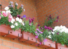 Цветы на балконе