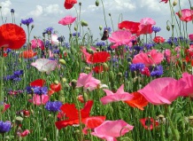 Озеленение вместе с природой