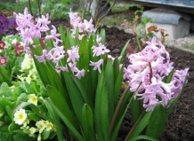 Посадка луковичных цветов слоями