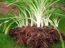 Размножение делением растений