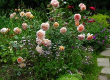 Что сажать рядом с розами